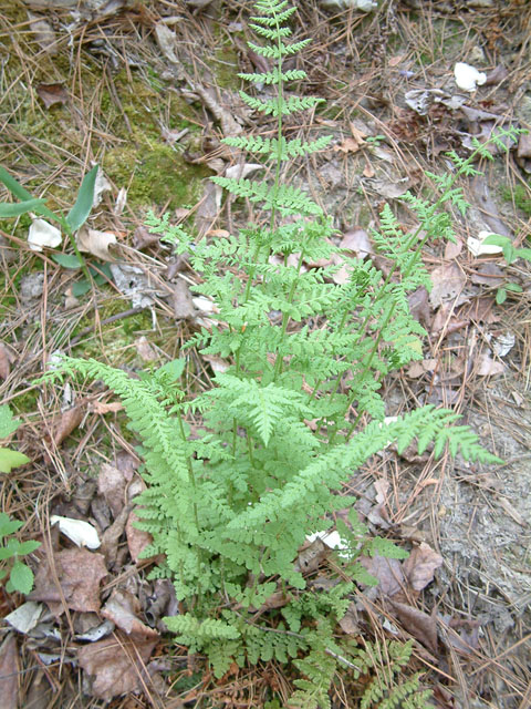 Woodsia obtusa (Bluntlobe cliff fern) #19266