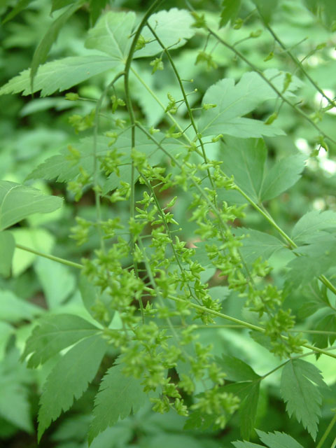 Xanthorhiza simplicissima (Yellowroot) #19267