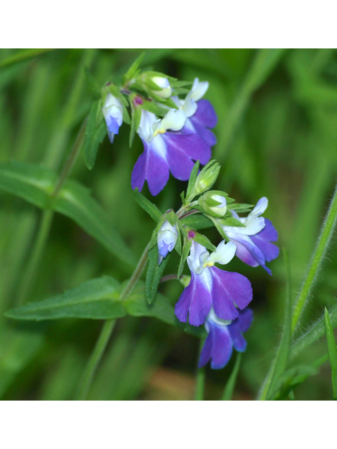 Collinsia violacea (Violet blue-eyed mary) #28847