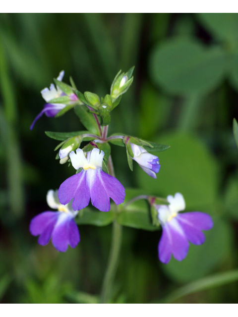 Collinsia violacea (Violet blue-eyed mary) #28848