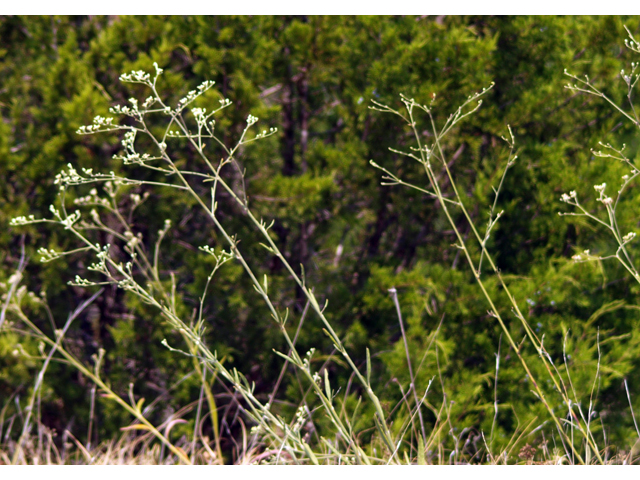 Eriogonum longifolium var. longifolium (Longleaf buckwheat) #28849