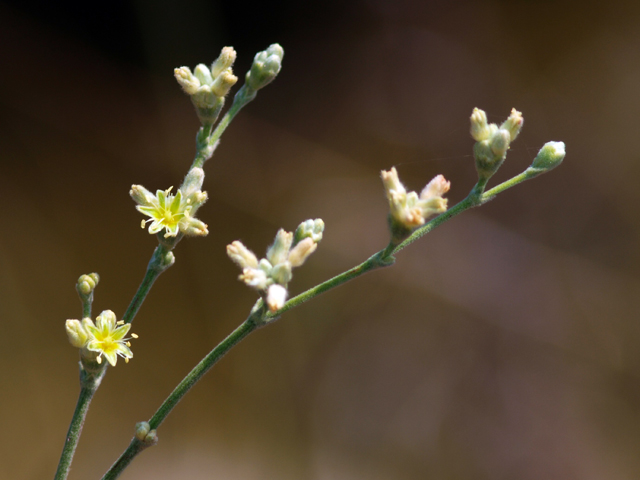 Eriogonum longifolium var. longifolium (Longleaf buckwheat) #28850