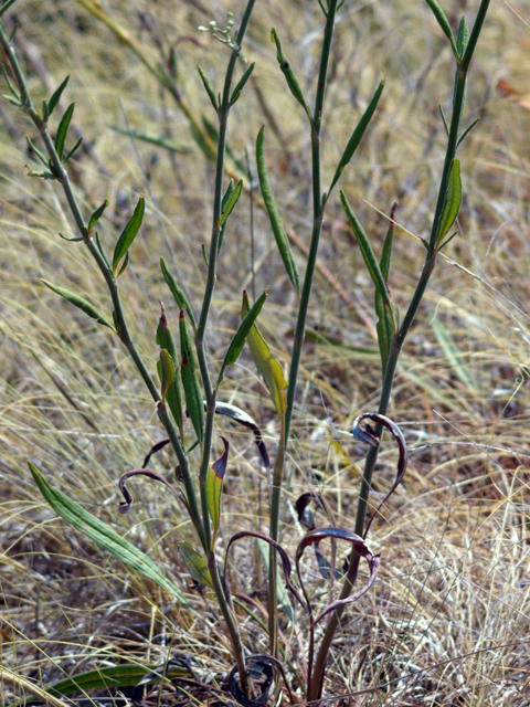 Eriogonum longifolium var. longifolium (Longleaf buckwheat) #28851