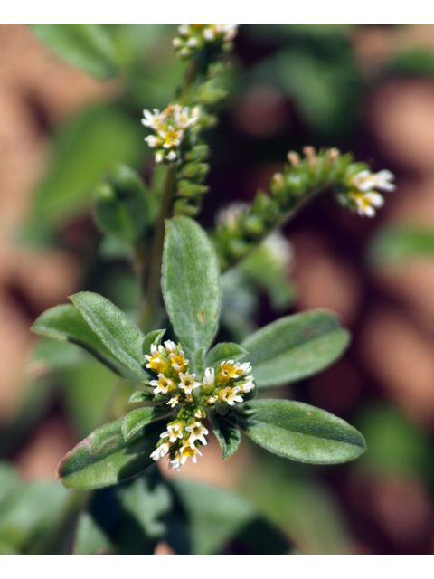 Heliotropium procumbens (Fourspike heliotrope) #28856