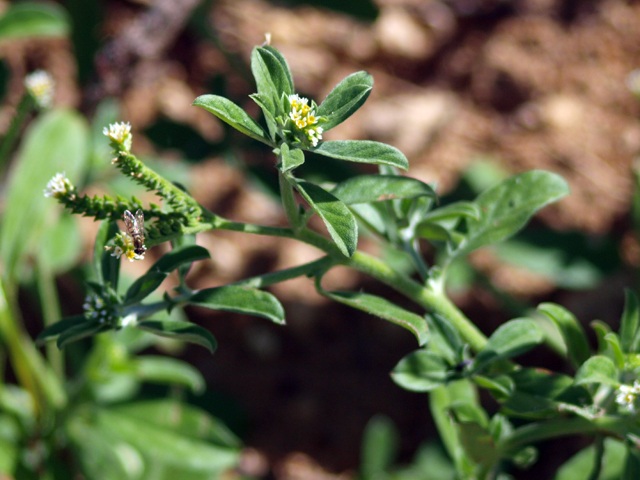 Heliotropium procumbens (Fourspike heliotrope) #28857