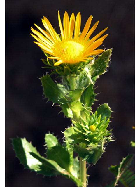 Grindelia papposa (Spanish gold) #28858