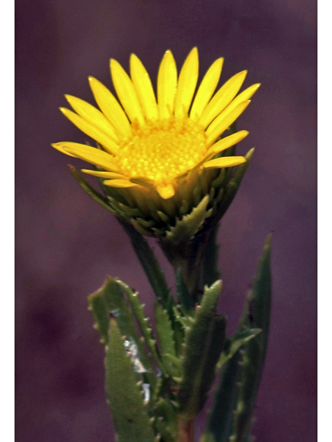 Grindelia lanceolata (Narrowleaf gumweed) #28861