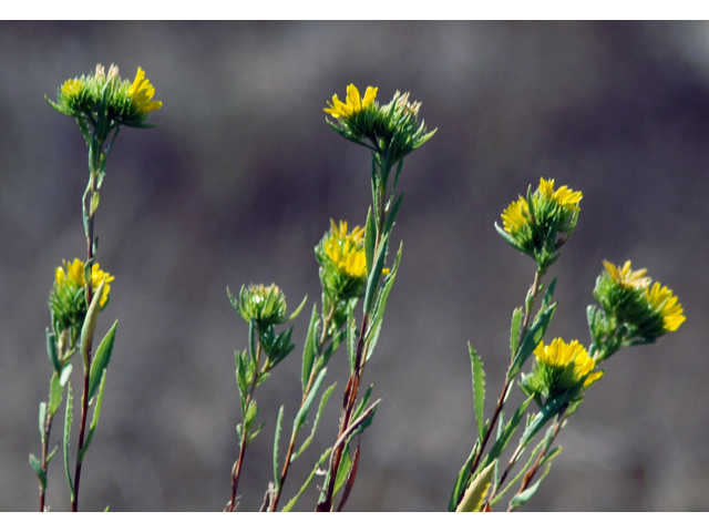 Grindelia lanceolata (Narrowleaf gumweed) #28862