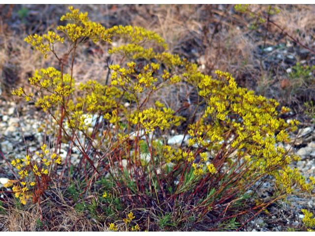 Paronychia virginica (Whitlow-wort) #28885