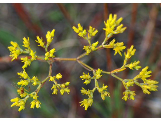 Paronychia virginica (Whitlow-wort) #28886