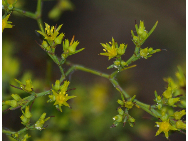 Paronychia virginica (Whitlow-wort) #28887