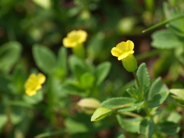 Mecardonia procumbens (Baby jump-up) #32709