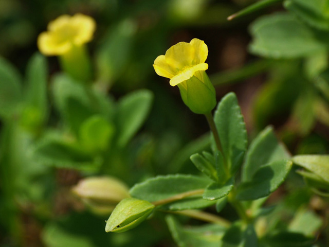 Mecardonia procumbens (Baby jump-up) #32710