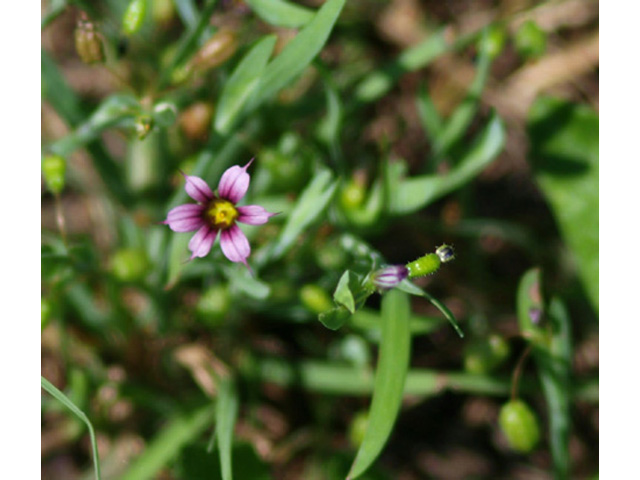 Sisyrinchium minus (Dwarf blue-eyed-grass) #32711