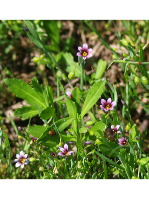 Sisyrinchium minus (Dwarf blue-eyed-grass) #32712