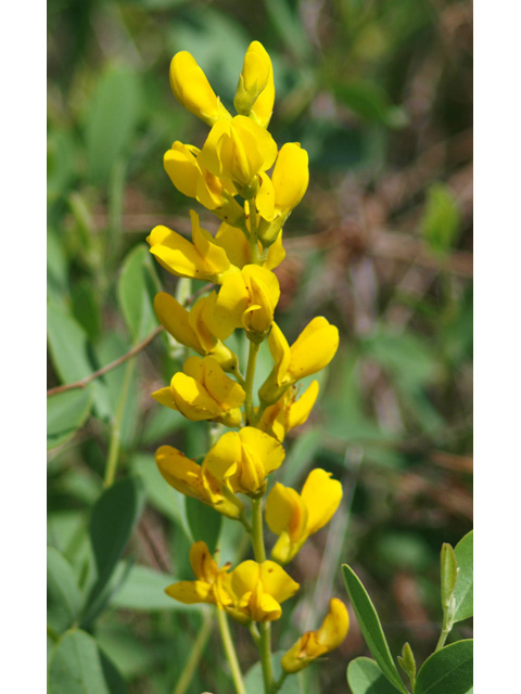 Baptisia sphaerocarpa (Yellow wild indigo) #32719