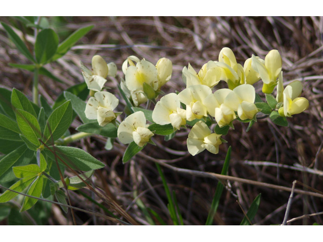 Baptisia bracteata (Longbract wild indigo) #32720