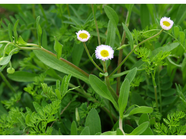 Erigeron philadelphicus (Philadelphia fleabane) #32722