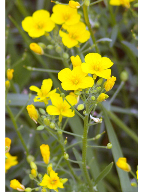 Lesquerella gracilis (Spreading bladderpod) #32724