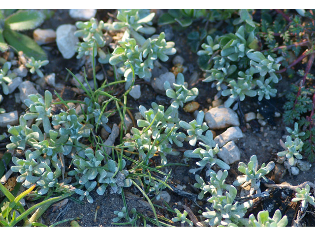 Evax prolifera (Bighead pygmycudweed) #32726