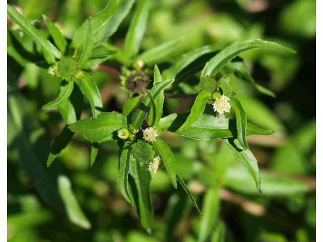 Eclipta prostrata (Pie plant) #36208