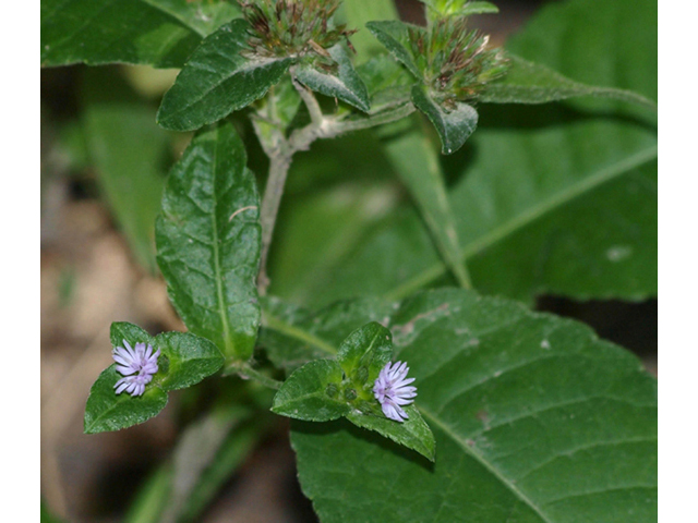 Elephantopus carolinianus (Carolina elephantsfoot) #42052