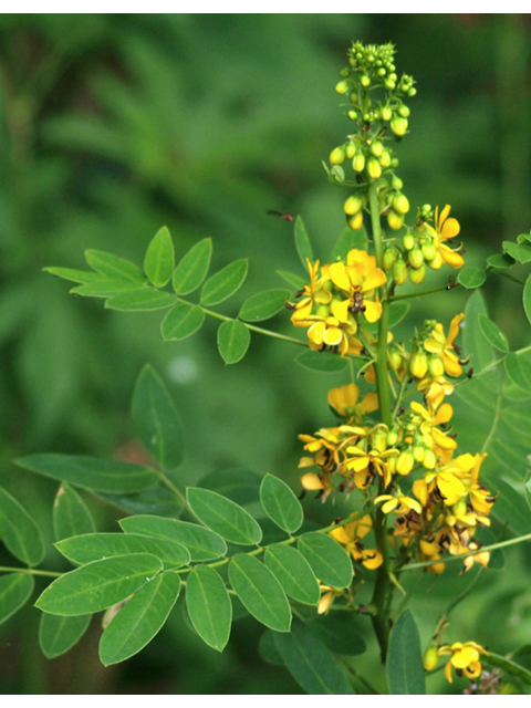 Senna marilandica (Maryland senna) #42059