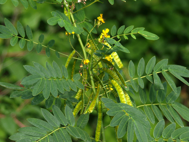 Senna marilandica (Maryland senna) #42060