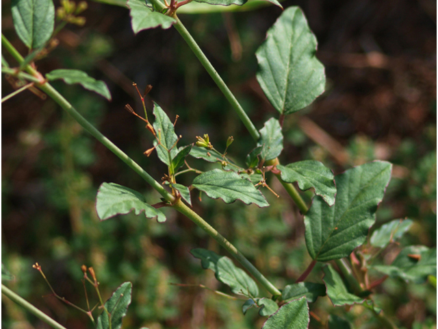 Boerhavia erecta (Erect spiderling) #42063