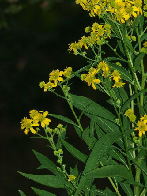 Verbesina alternifolia (Wingstem) #42066