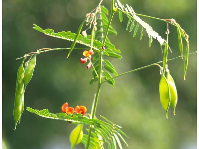 Sesbania vesicaria (Bagpod) #42067