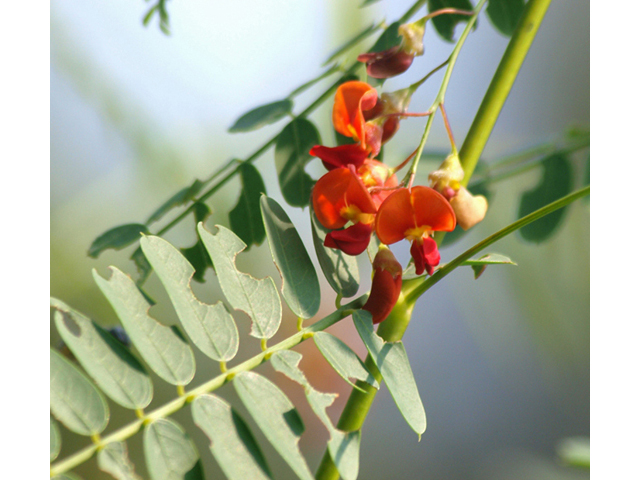 Sesbania vesicaria (Bagpod) #42068