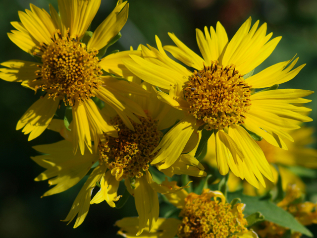 Verbesina encelioides (Cowpen daisy) #42071