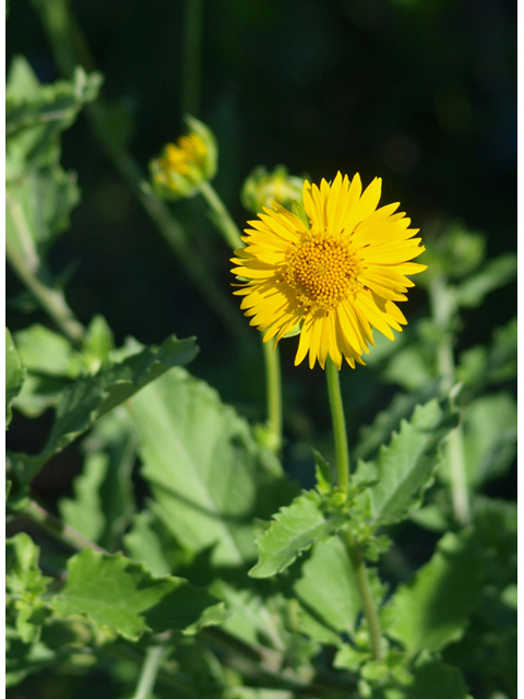 Verbesina encelioides (Cowpen daisy) #42072