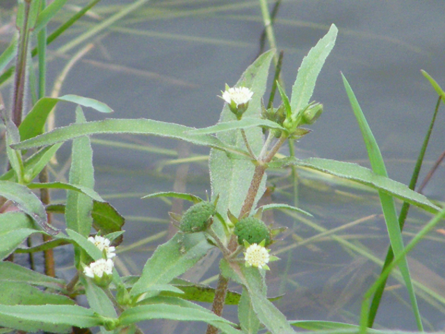 Eclipta prostrata (Pie plant) #42075