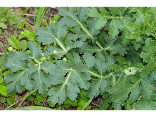 Polytaenia texana (Texas prairie parsley) #42078