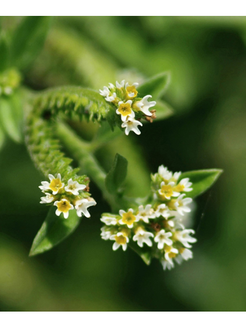 Heliotropium procumbens (Fourspike heliotrope) #42081