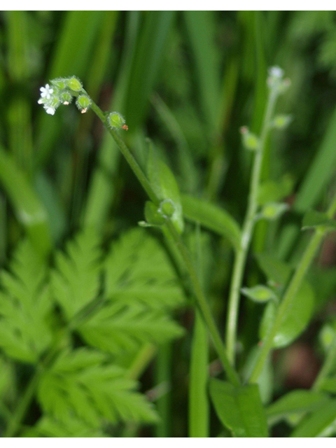 Myosotis macrosperma (Largeseed forget-me-not) #42083