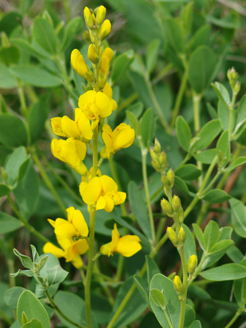 Baptisia sphaerocarpa (Yellow wild indigo) #42085