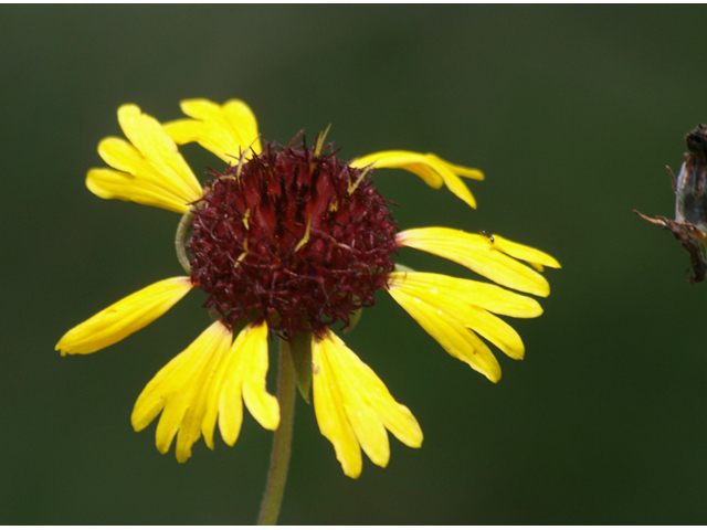 Gaillardia aestivalis (Lanceleaf blanketflower) #42091