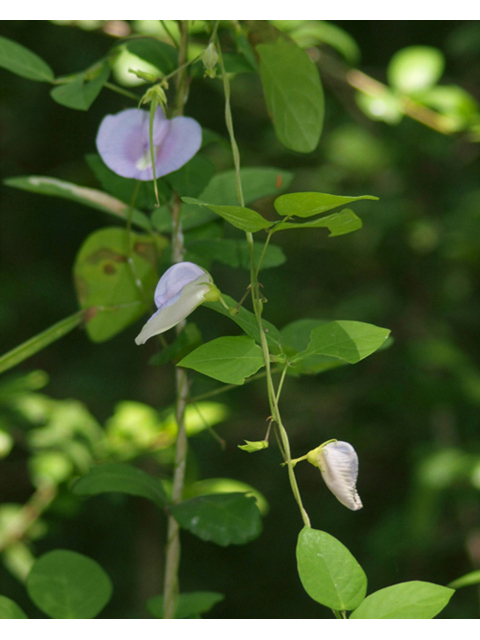 Centrosema virginianum (Spurred butterfly pea) #42093