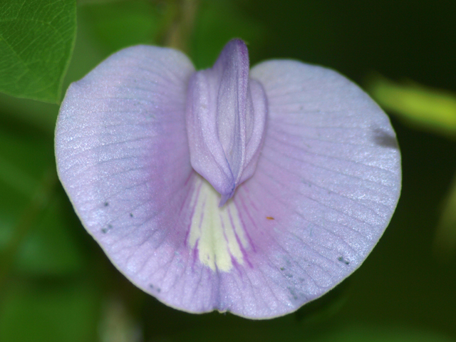 Centrosema virginianum (Spurred butterfly pea) #42094