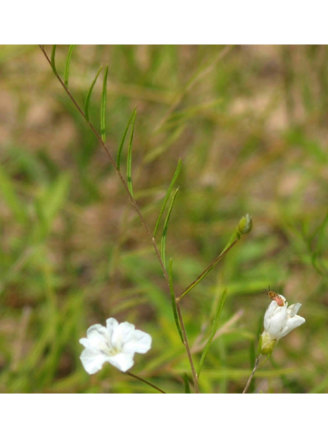 Stylisma pickeringii var. pattersonii (Patterson's dawnflower) #42097