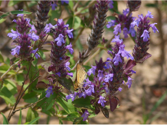 Rhododon ciliatus (Texas sandmint) #42098