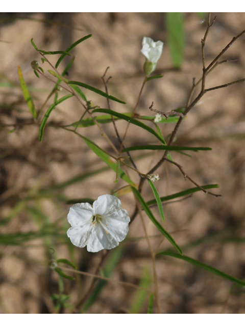 Stylisma pickeringii var. pattersonii (Patterson's dawnflower) #42099