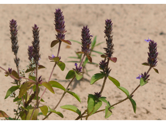 Rhododon ciliatus (Texas sandmint) #42100