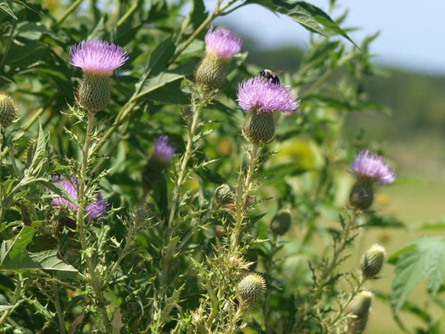 Cirsium engelmannii (Engelmann's thistle) #42123