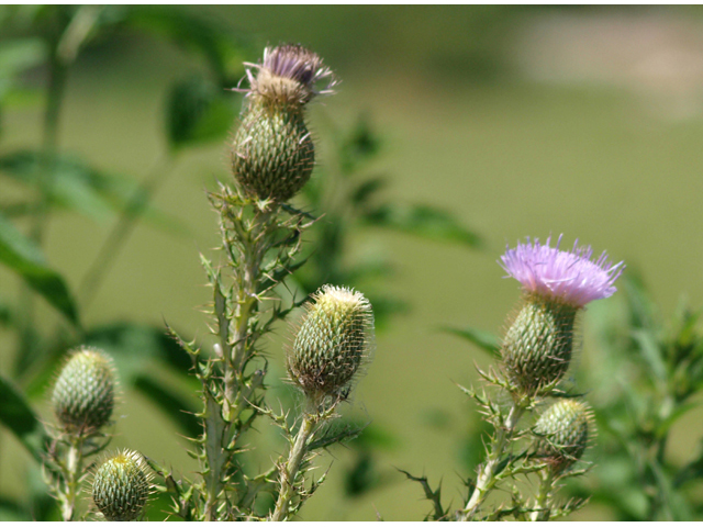 Cirsium engelmannii (Engelmann's thistle) #42124