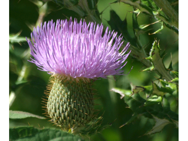 Cirsium engelmannii (Engelmann's thistle) #42125