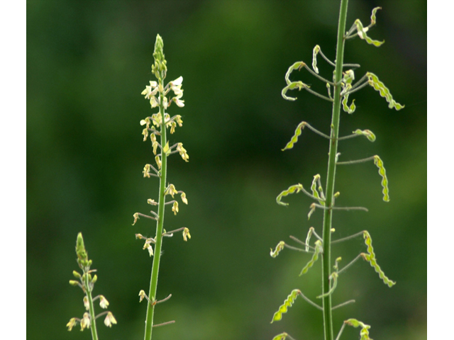 Desmodium tweedyi (Tweedy's ticktrefoil) #42132